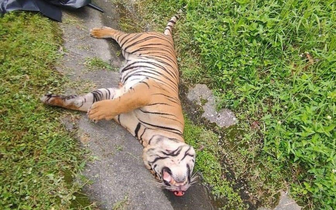 Harimau mati dilanggar berhampiran Tapah. Gambar oleh BERNAMA